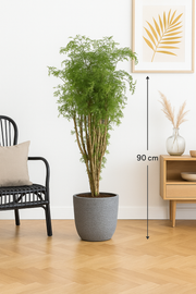 Polyscias Hawaiiana Ming - 90 cm - Ø24cm